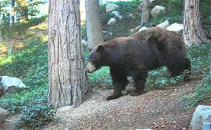 Bear in Cedar Ridge Estates